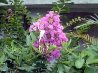 Lilas des Indes